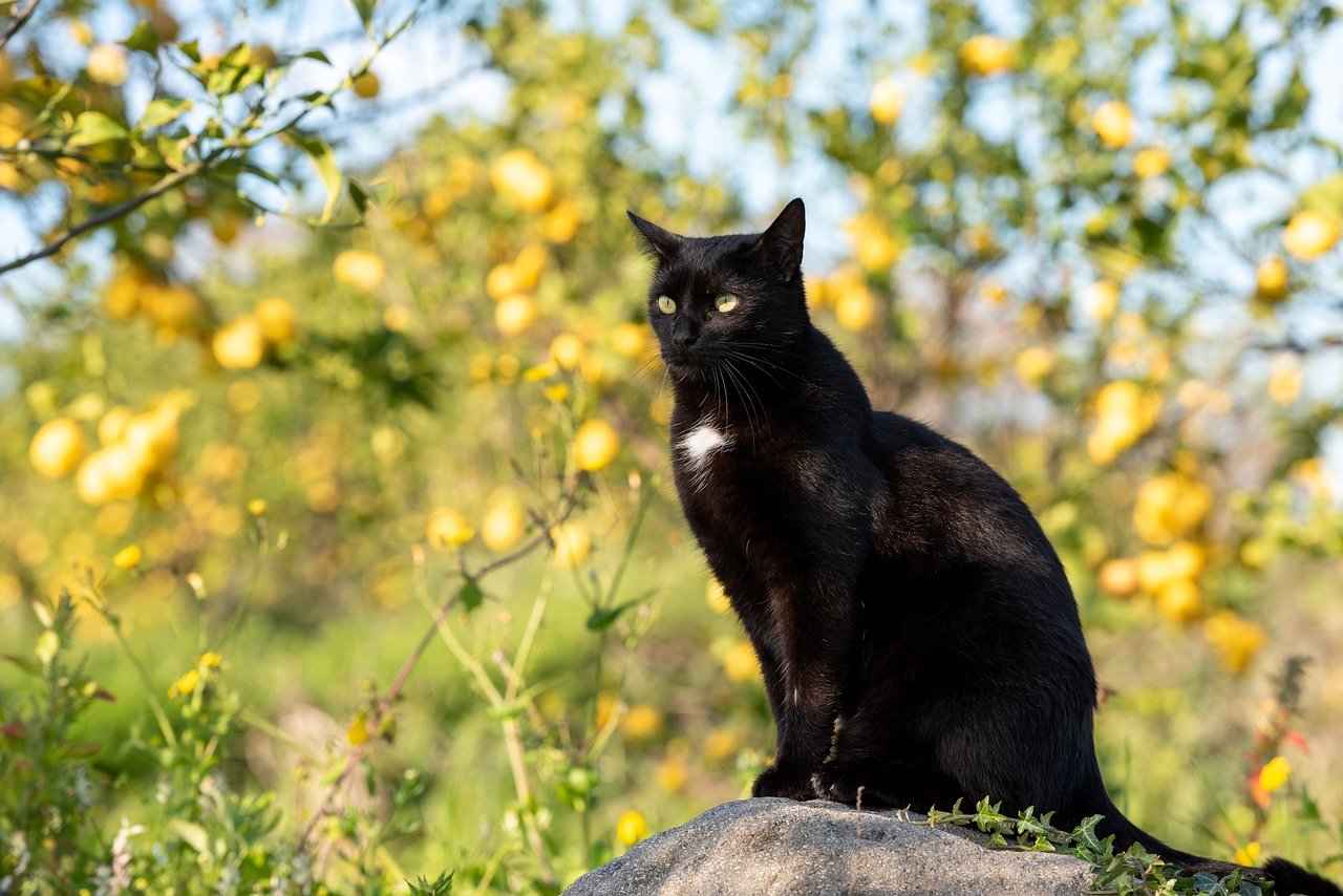 How to Choose Foods for Cats with Dental Issues